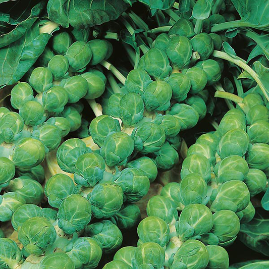 Brussels Sprout 300 Seeds