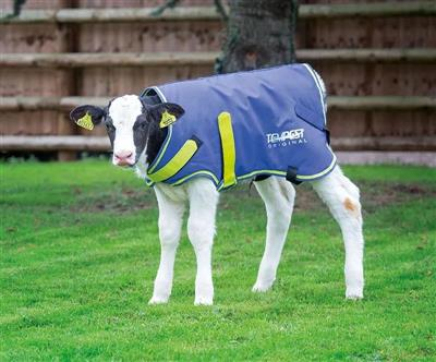 Tempest Calf Turnout Rugs Navy