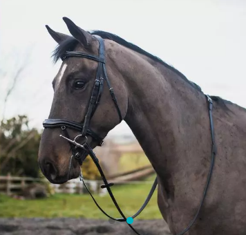 Legend Apollo Bridle Black Cob